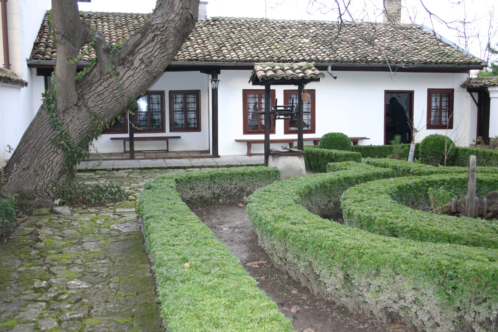 Panayot Volov's birthplace, the ancient walnut and the boxwood parterre in the courtyard